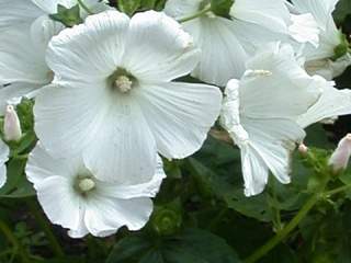 Lavatera trimestris 'White Cherub', flowers