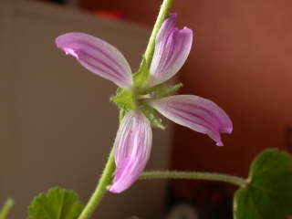 Lavatera cretica, flower (4-petalled)
