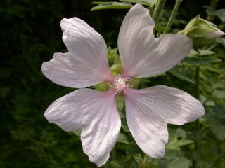 Lavatera x clementii 'White Angel', flower