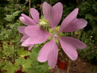 Lavatera thuringiaca, flower