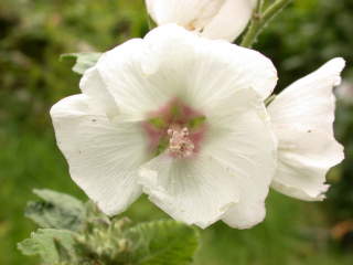 Lavatera x clementii 'Memories', flower
