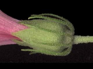 Macrostelia species, calyx and epicalyx