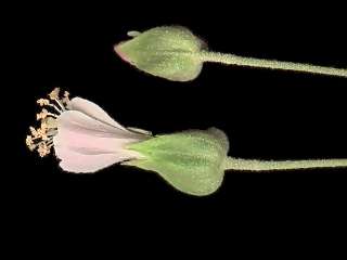 Macrostelia grandiflora, flower buds