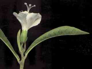 Macrostelia species, flower & leaf