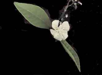 Macrostelia species, flower & leaves