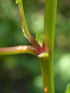 stem and leaf axil