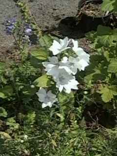 Malva moschata alba, in flower