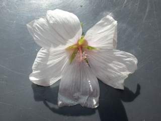 Malva moschata alba, flower