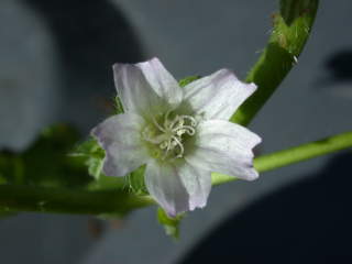 Malva nicaeensis, flower