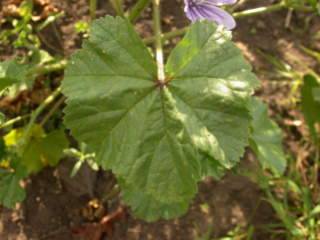 Malva sylvestris 'Marina', leaf