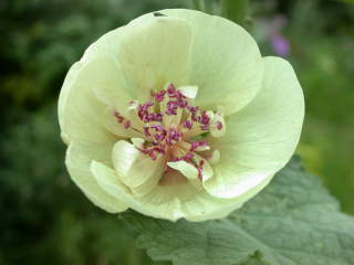 Malva 'Parkallee', flower