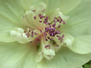 Malva 'Parkallee', eye of flower