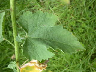 Malva 'Parkallee', leaf