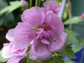Malva 'Parkrondell', flower