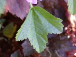 Malva sylvestris blue form, leaf