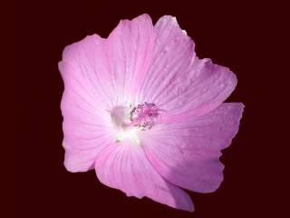 flower of Malva moschata � 2002 Stewart R. Hinsley 