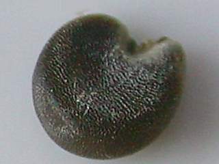 Malva sylvestris, seed