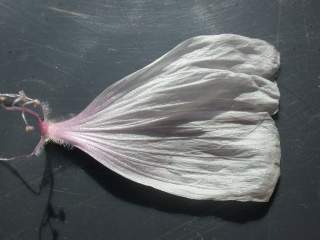 Malva moschata alba,petal (upper side)