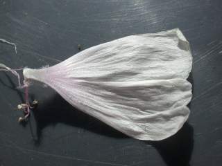 Malva moschata alba,petal (under side)