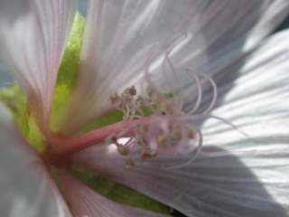 Malva moschata alba, eye of flower