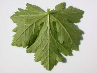Malva moschata alba,intermediate leaf (under side)