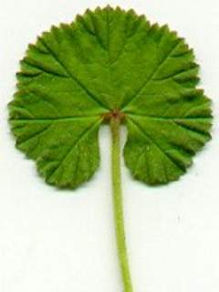 Malva neglecta, blade of leaf