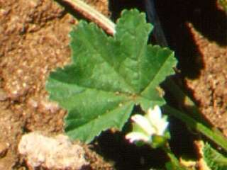 Malva parviflora,leaf