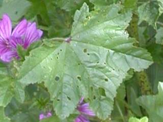 Malva sylvestris, leaf