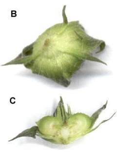 Malvastrum coromandelianum, reverse and section of fruit