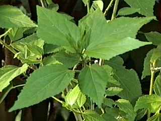 Malvaviscus penduliflorus, foliage