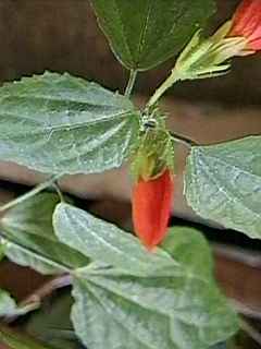 Malvaviscus penduliflorus, flower bud