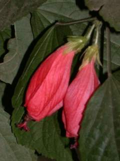 Malvaviscus penduliflorus, pair of flowers