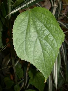 Malvaviscus penduliflorus, leaf