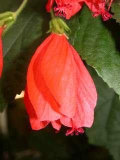 Malvaviscus penduliflorus, flower