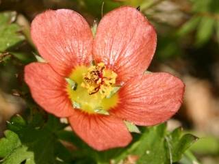 Modiola carolinana, flower