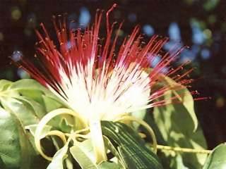 Pachira aquatica, flower