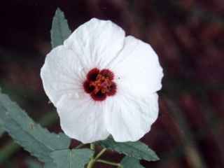 Pavonia hastata, flower