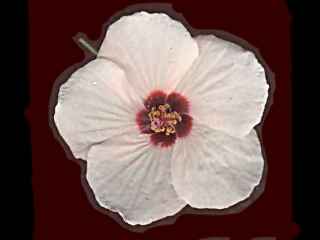 Pavonia hastata, flower