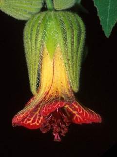 Pavonia harleyi, opening flower