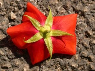 Pentapetes phoenicea, reverse of flower