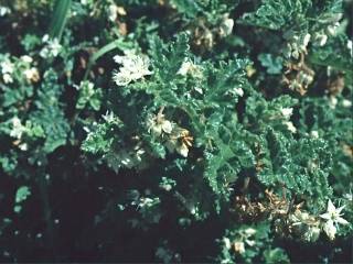 Rulingina densiflora, in flower