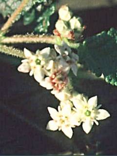 Rulingia prostrata, flowers