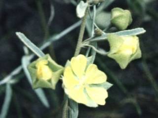 Sida calyxhymenia, flowers