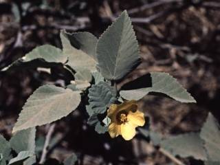 Sida fallax, flowering shoot
