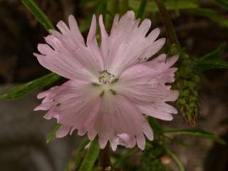 Sidalcea 'Elsie Heugh', flower