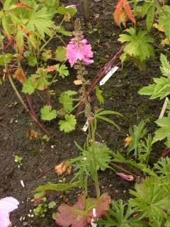 Sidalcea 'Sussex Beauty', in flower