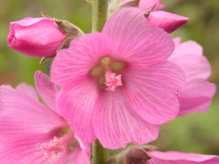 Sidalcea 'Sussex Beauty', flower