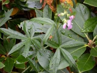 Sidalcea cultivar, foliage and flowers