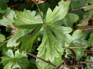 Sidalcea cultivar, leaf