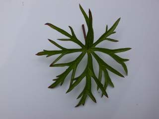 Sidalcea cultivar,leaf (upper side)